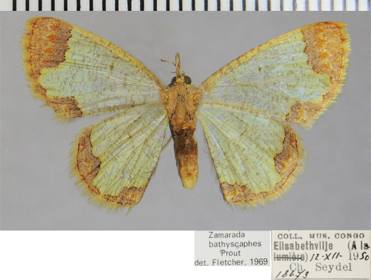 /filer/webapps/moths/media/images/B/bathyscaphes_Zamarada_AF_ZSM.jpg