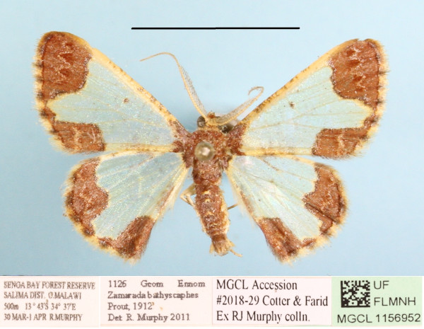 /filer/webapps/moths/media/images/B/bathyscaphes_Zamarada_A_MGCLa_01.jpg