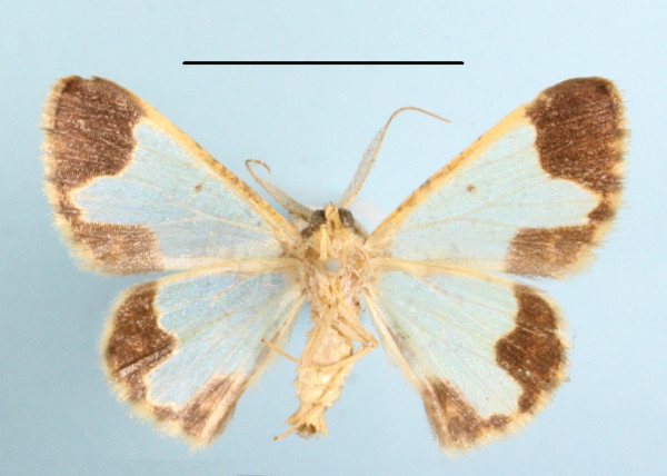 /filer/webapps/moths/media/images/B/bathyscaphes_Zamarada_A_MGCLb_01.jpg