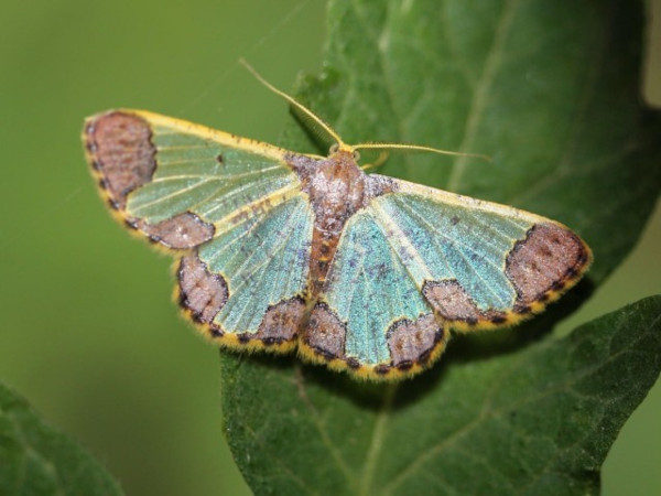 /filer/webapps/moths/media/images/B/bathyscaphes_Zamarada_A_Voaden.jpg