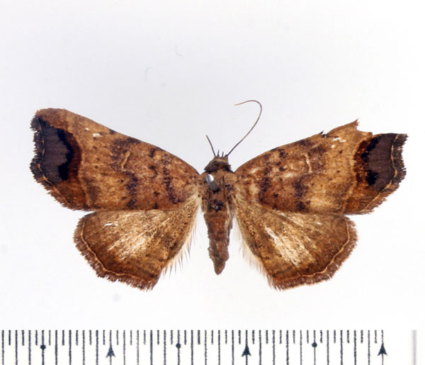 /filer/webapps/moths/media/images/B/bathyscia_Maxera_AF_BMNH.jpg