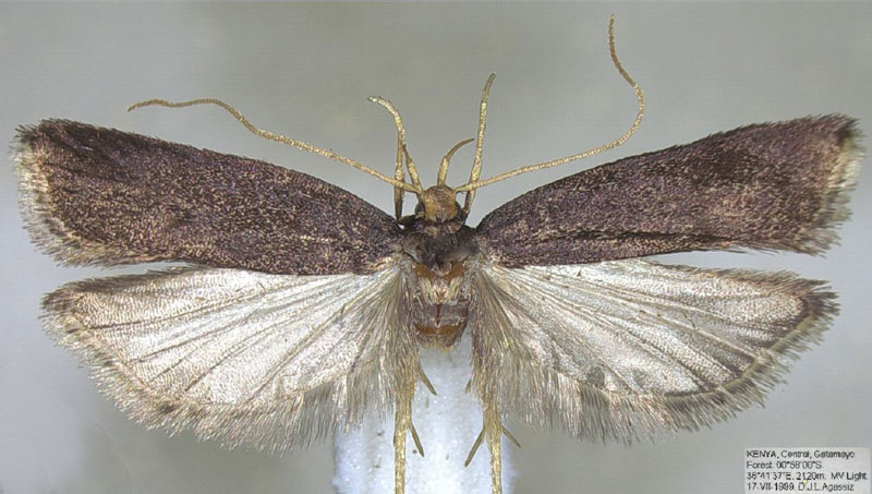 /filer/webapps/moths/media/images/B/batillana_Torodora_HT_BMNH.jpg