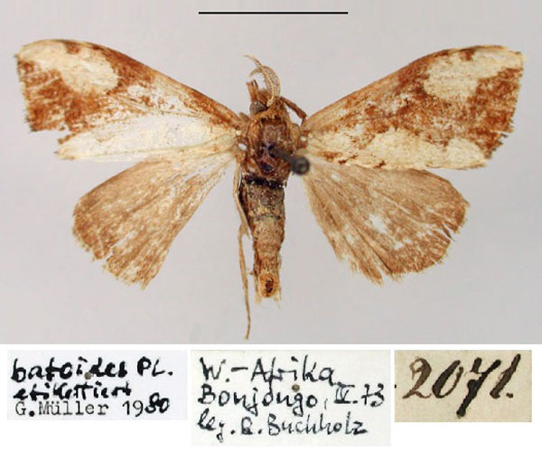 /filer/webapps/moths/media/images/B/batoides_Euproctis_HT_ZMHB.jpg