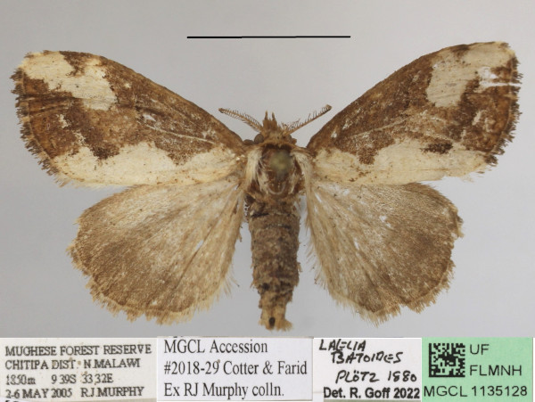 /filer/webapps/moths/media/images/B/batoides_Laelia_AF_MGCLa_01.JPG