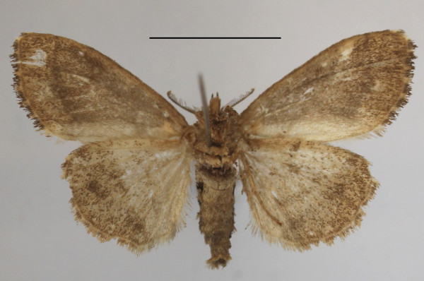 /filer/webapps/moths/media/images/B/batoides_Laelia_AF_MGCLb_01.JPG