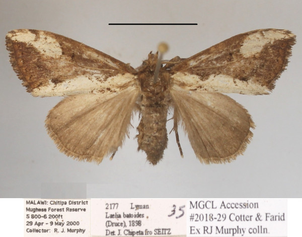 /filer/webapps/moths/media/images/B/batoides_Laelia_A_MGCLa_02.JPG