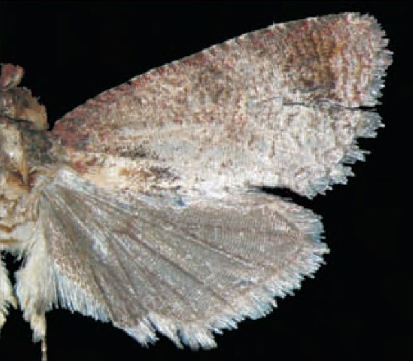 /filer/webapps/moths/media/images/B/batrachopa_Thaumatotibia_AM_Trematerra.jpg