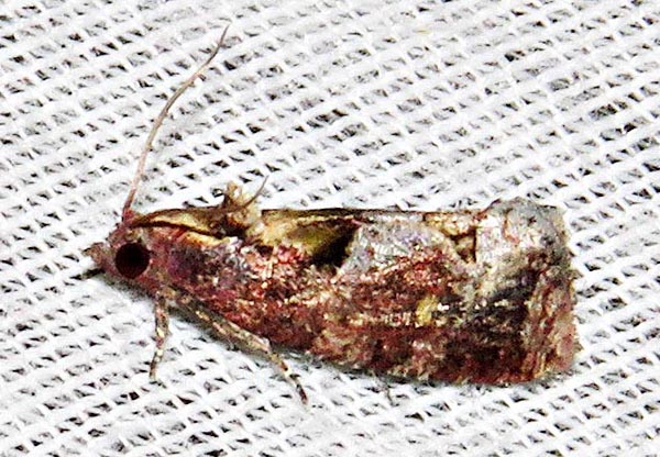/filer/webapps/moths/media/images/B/batrachopa_Thaumatotibia_A_Braun_03.jpg