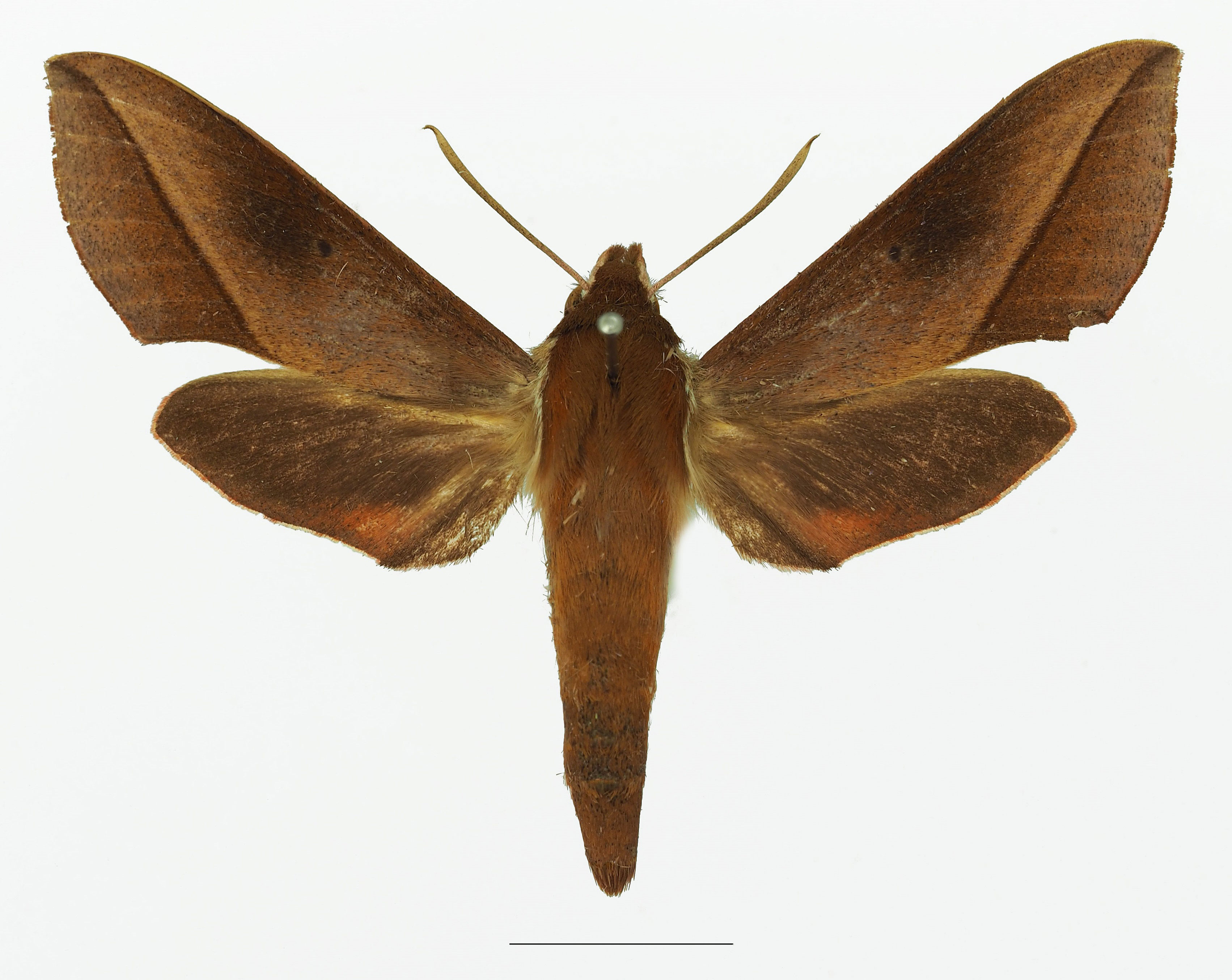 /filer/webapps/moths/media/images/B/batschii_Hippotion_AF_Basquina.jpg