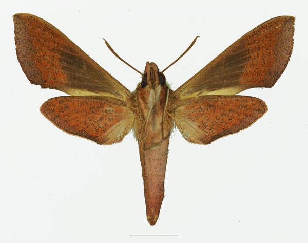 /filer/webapps/moths/media/images/B/batschii_Hippotion_AF_Basquinb.jpg