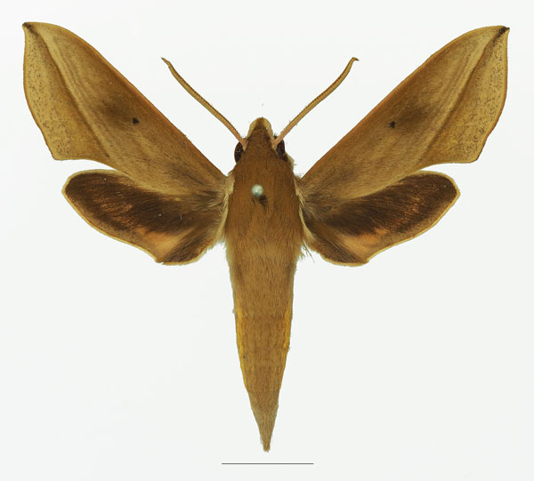 /filer/webapps/moths/media/images/B/batschii_Hippotion_AM_Basquina.jpg
