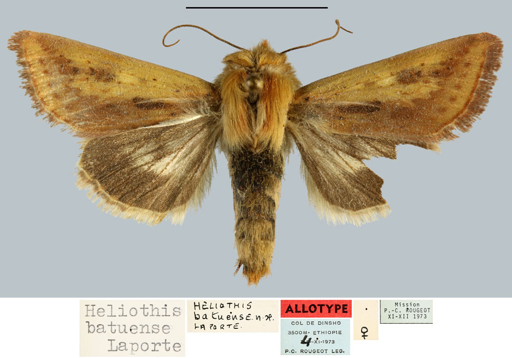 /filer/webapps/moths/media/images/B/batuense_Heliothis_AT_MNHN.jpg