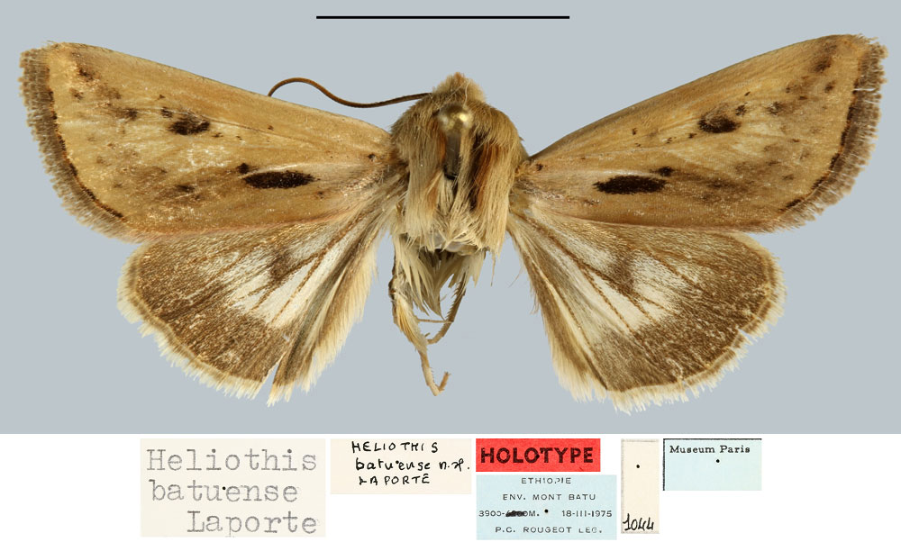 /filer/webapps/moths/media/images/B/batuense_Heliothis_HT_MNHN.jpg