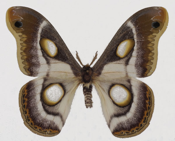 /filer/webapps/moths/media/images/B/bauhiniae_Epiphora_AF_Basquin.jpg