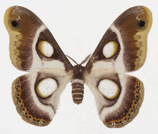 /filer/webapps/moths/media/images/B/bauhiniae_Epiphora_AF_Basquin_01.jpg