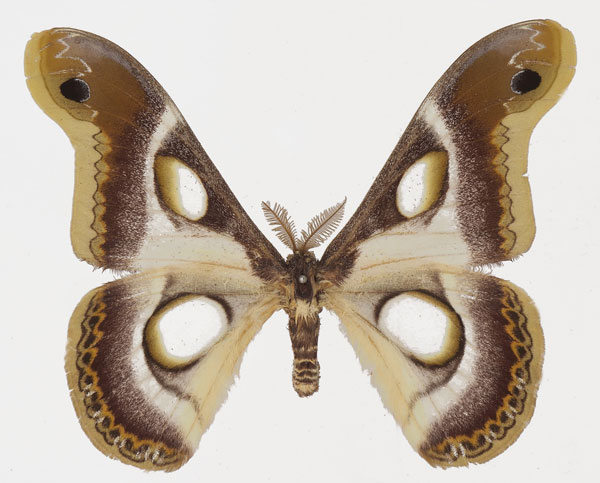 /filer/webapps/moths/media/images/B/bauhiniae_Epiphora_AM_Basquina.jpg