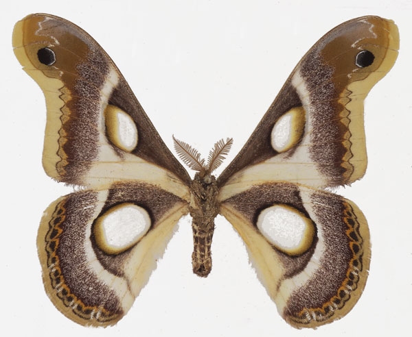 /filer/webapps/moths/media/images/B/bauhiniae_Epiphora_AM_Basquinb.jpg