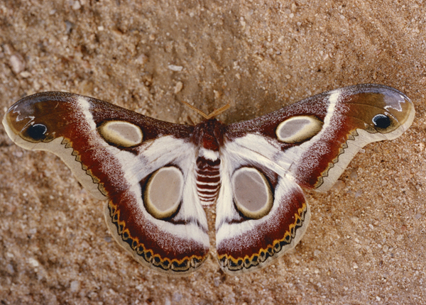 /filer/webapps/moths/media/images/B/bauhiniae_Epiphora_A_Roland_01.jpg
