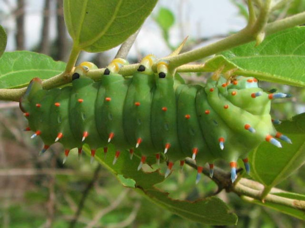 /filer/webapps/moths/media/images/B/bauhiniae_Epiphora_C_Goff_01.jpg