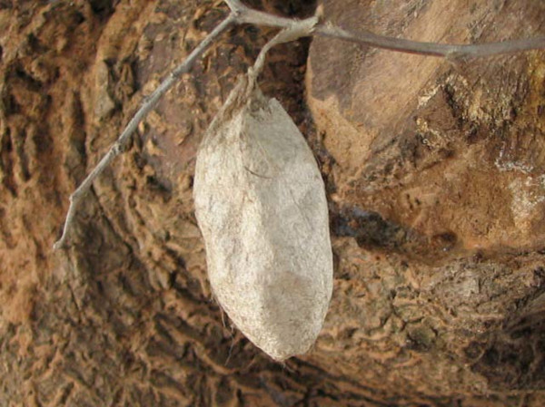 /filer/webapps/moths/media/images/B/bauhiniae_Epiphora_P_Goff_01.jpg