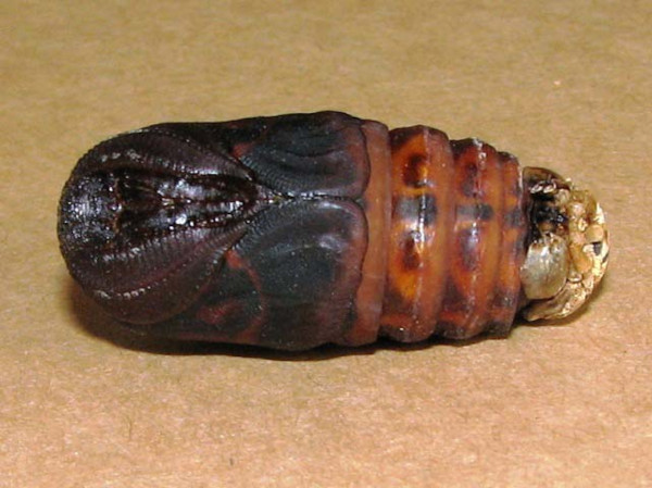 /filer/webapps/moths/media/images/B/bauhiniae_Epiphora_P_Goff_02.jpg