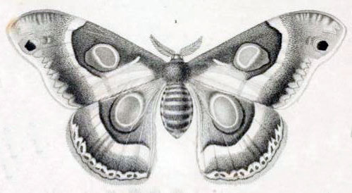 /filer/webapps/moths/media/images/B/bauhiniae_Saturnia_HT_Guerin_1832_86-1.jpg