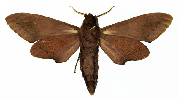 /filer/webapps/moths/media/images/B/baxteri_Polyptychus_AM_Basquin_02.jpg
