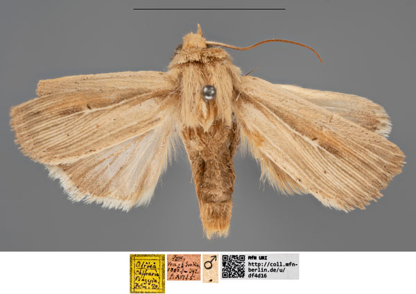 /filer/webapps/moths/media/images/B/baziyae_Leucania_STM_MfNa.jpg