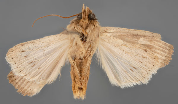 /filer/webapps/moths/media/images/B/baziyae_Leucania_STM_MfNb.jpg
