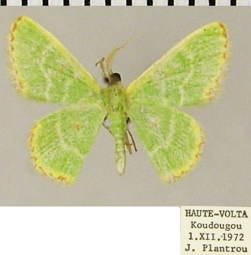/filer/webapps/moths/media/images/B/beatificata_Eucrostes_AM_ZSM.jpg
