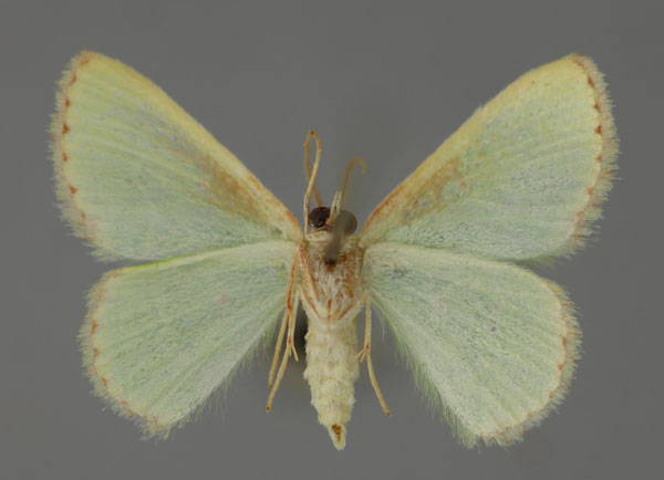 /filer/webapps/moths/media/images/B/beatificata_Eucrostes_A_ZSM_03.jpg