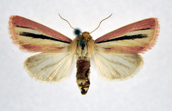 /filer/webapps/moths/media/images/B/beatrix_Masalia_A_NHMO.jpg
