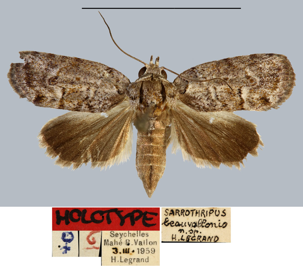 /filer/webapps/moths/media/images/B/beauvallonensis_Pardasena_HT_MNHN.jpg