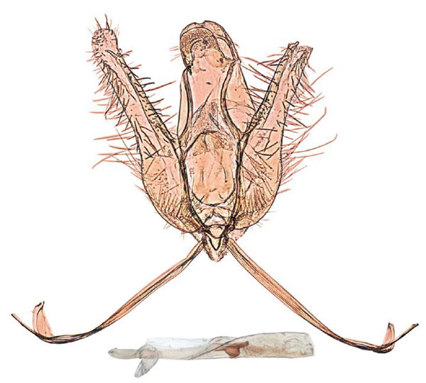 /filer/webapps/moths/media/images/B/beccarii_Ptychopseustis_GMPT_BMNH.jpg