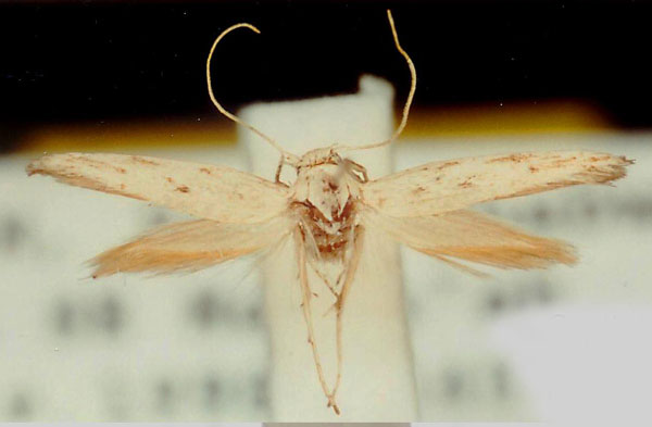 /filer/webapps/moths/media/images/B/beccella_Scythris_HT_ZMUC.jpg