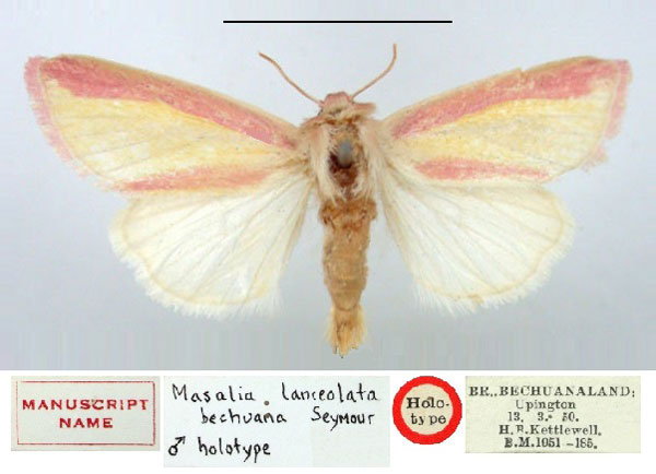 /filer/webapps/moths/media/images/B/bechuana_Masalia_HT_BMNH.jpg