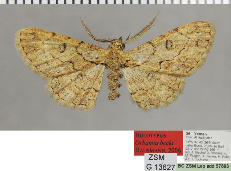 /filer/webapps/moths/media/images/B/becki_Orbamia_HT_ZSMa.jpg