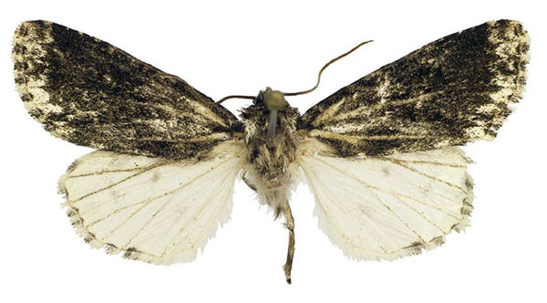 /filer/webapps/moths/media/images/B/beckroberti_Berionycta_HT_Behounek.jpg