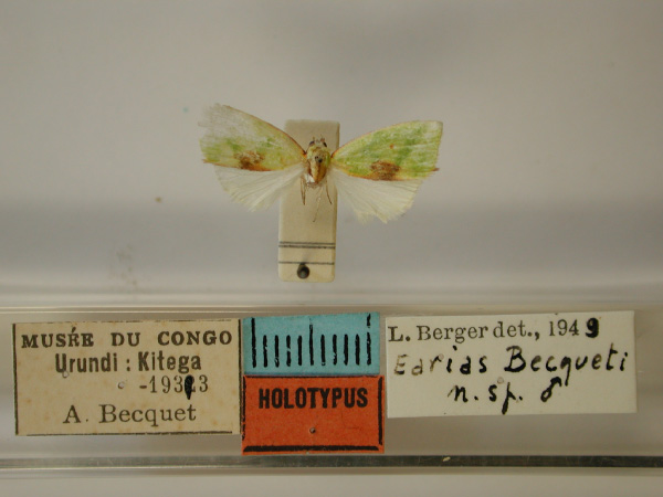 /filer/webapps/moths/media/images/B/becqueti_Earias_HT_RMCA_01.jpg