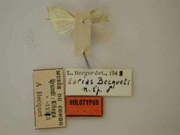 /filer/webapps/moths/media/images/B/becqueti_Earias_HT_RMCA_02.jpg