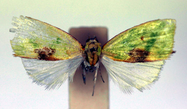 /filer/webapps/moths/media/images/B/becqueti_Earias_HT_RMCA_03.jpg