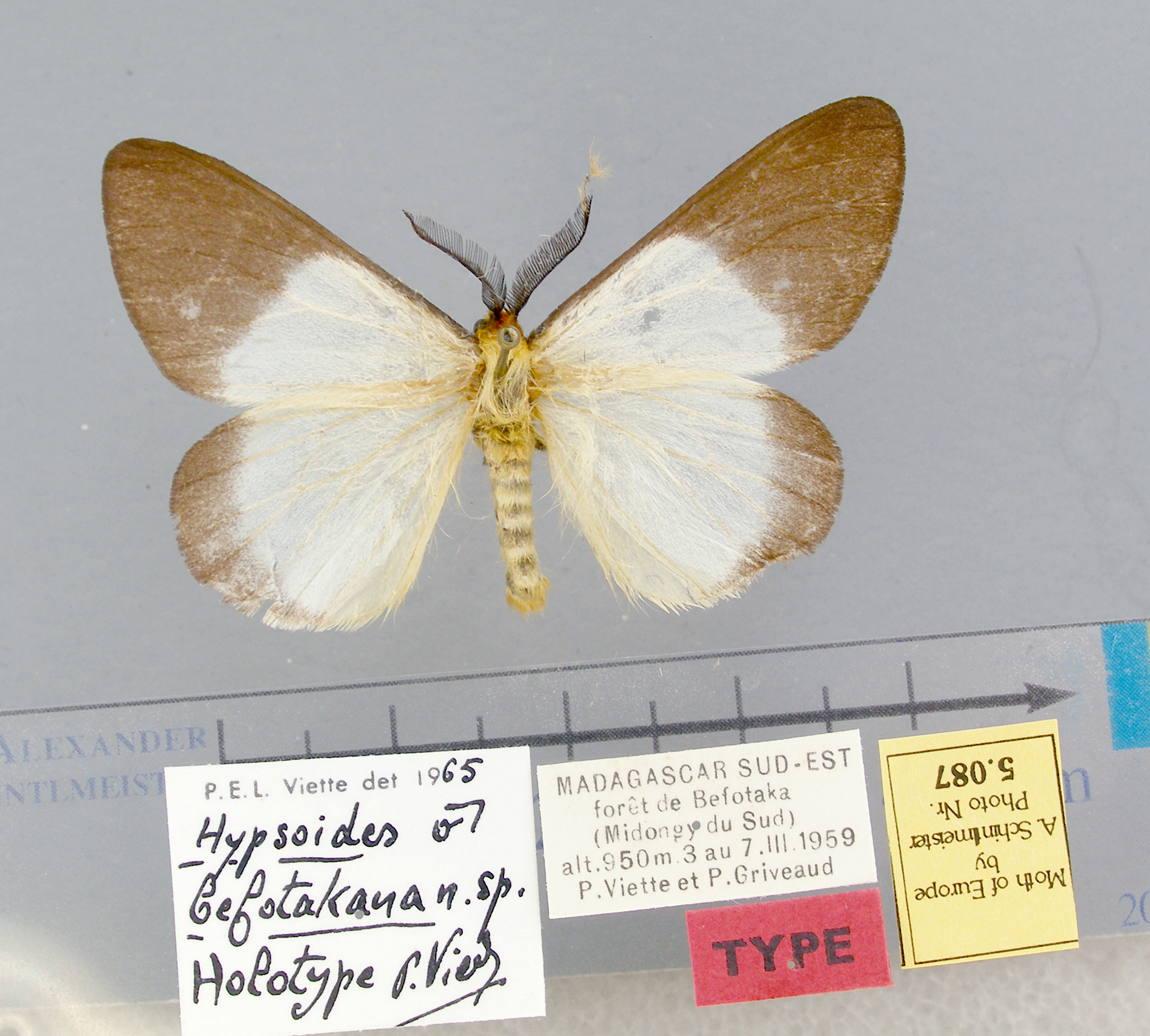 /filer/webapps/moths/media/images/B/befotakana-Hypsoides-5087-HT-Madagascar.jpg