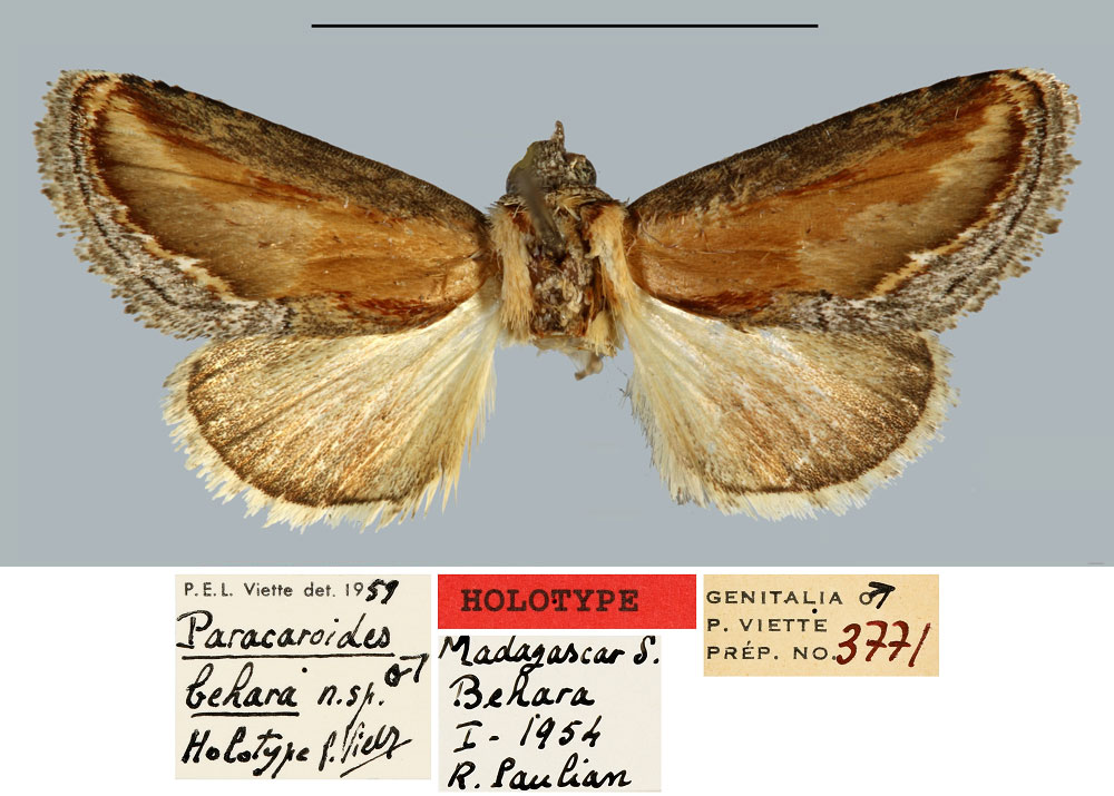 /filer/webapps/moths/media/images/B/behara_Paracaroides_HT_MNHN.jpg