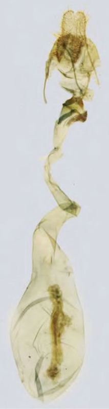 /filer/webapps/moths/media/images/B/beharalis_Prosaris_GFHT_MNHN.jpg