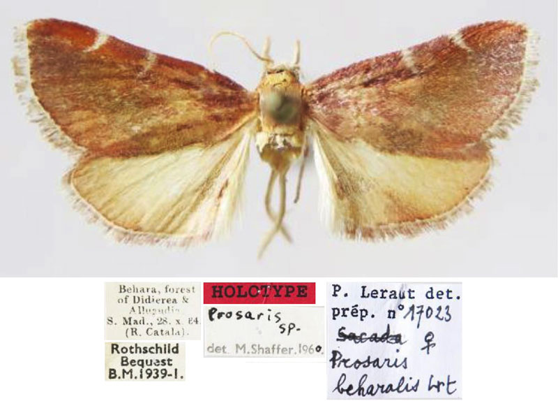 /filer/webapps/moths/media/images/B/beharalis_Prosaris_HT_MNHN.jpg