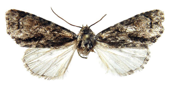 /filer/webapps/moths/media/images/B/behouneki_Berionycta_HT_Behounek.jpg