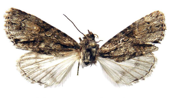 /filer/webapps/moths/media/images/B/behouneki_Berionycta_PT_Behounek.jpg