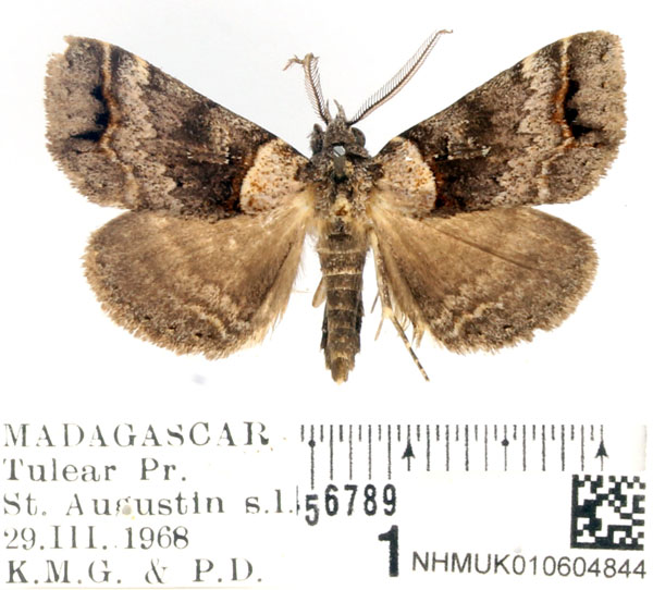 /filer/webapps/moths/media/images/B/bekaka_Thausgea_AM_BMNH.jpg