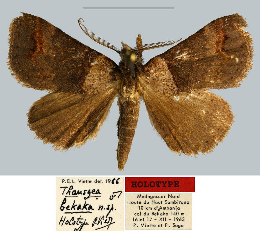 /filer/webapps/moths/media/images/B/bekaka_Thausgea_HT_MNHN.jpg