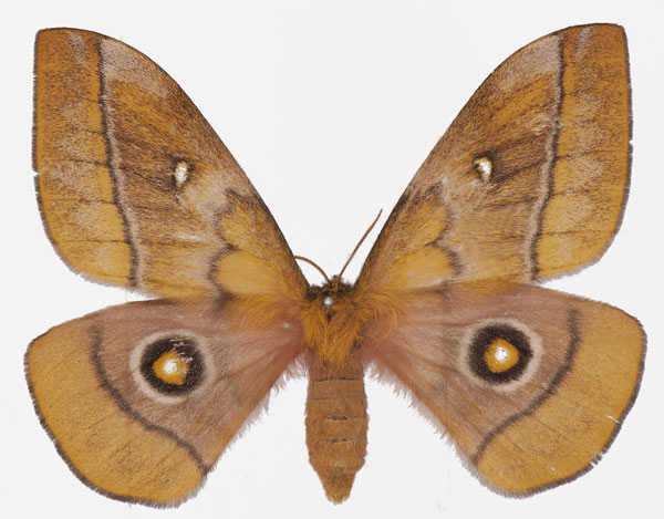 /filer/webapps/moths/media/images/B/belayneshae_Gonimbrasia_AF_Basquin.jpg